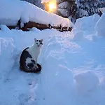 شاليه La Lince