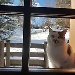 شاليه La Lince Camporosso (Tarvisio)