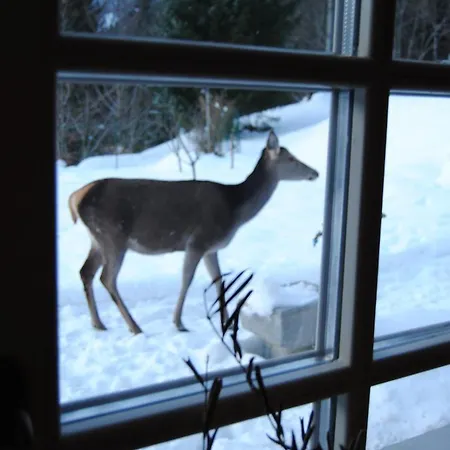 La Lince Camporosso (Tarvisio)